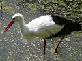 Storch im Vogelpark Herborn-Uckersdorf