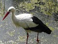 Storch im Vogelpark Herborn-Uckersdorf