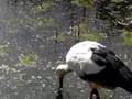 Storch im Vogelpark Herborn-Uckersdorf
