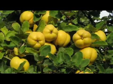 how to fertilize flowering quince