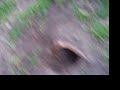 puppies attacks