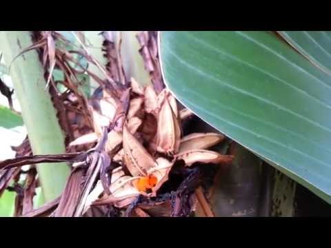 how to harvest bird of paradise seeds
