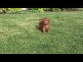 Oliver Irish Goldendoodle puppy for sale from Sunshine Acres -male AVID 040 627 074