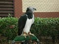 Chupacabra (male Harpy Eagle)