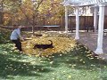 Kona plays in the leaves