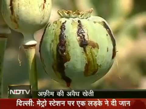 how to grow opium in india