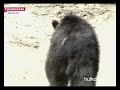 Видеоновость Сахалинские егеря накормят медведей, чтобы отвадить от поиска пищи 
