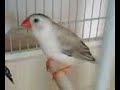 mes oiseaux