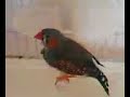 mes oiseaux