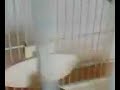 mes oiseaux