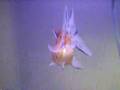 My big ryukin gold fish