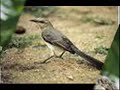 Sabi� da Praia - Mimus gilvus