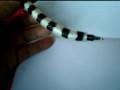 videos de Snake Ball-Point Pen