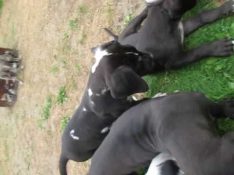 Beautiful pup at play trying to be the boss of all