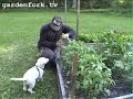henry, the yellow labrador retriever puppy, helps eric hill his potato patch using simple materials from your hardware store. visit our community site for more info http://gardenfork.tv