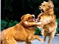 2 Goldies and a Wiener KILL!