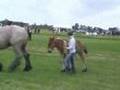 Zeeuwse dag van het paard 2008