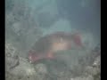 Hanauma Bay Snorkeling - Hawaii Trip 1 Hanauma Bay Snorkeling - Hawaii Trip 1
