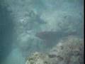 Hanauma Bay Snorkeling - Hawaii Trip 1