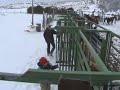 Séjour de travail du bétail dans la neige