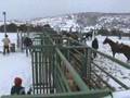 Séjour de travail du bétail dans la neige