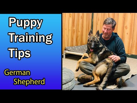 German Shepherd Puppy Training Tips