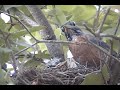 Baby Robins Fed by Parents