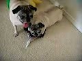 Pugs vs feather duster