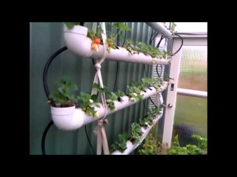 how to grow strawberries in pvc pipe
