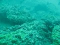 October 24th 2009 Tanks-A-Lot Dive Trip - Scuba Diving Clearwater Florida