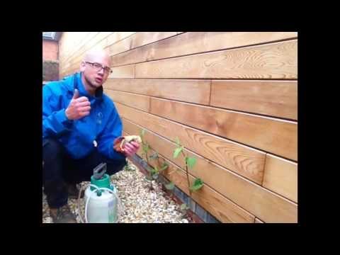 how to eliminate japanese knotweed