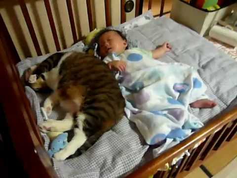 Dormire con il proprio gatto Dormire con il proprio gatto