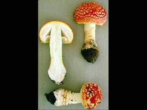 D. Atlantis and the Magic D. Atlantis and the Magic