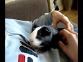 Penny The Guinea Pig Purrs On Command, Sometimes! Penny The Guinea Pig Purrs On Command, Sometimes!