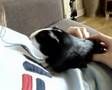 Penny The Guinea Pig Purrs On Command, Sometimes!