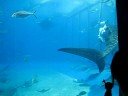 Whale Shark & Manta Ray at Okinawa Churaumi Aquarium