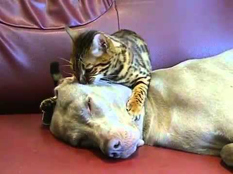 Cat Hypnotizes Dog & The Voice Over From The Owner is Hilarious!