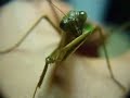 Gottesanbeterin / Mantid Putzt sich MACRO