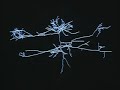 Neurons: How they work Neurons: How they work
