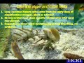 - Rafael Riosmena Rodriguez - Coralline Algae - Part 1 -