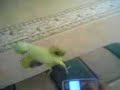 Dancing Parrot - Arabian style!