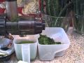Juicing Straight Green Juice in the Omega 8005 and Green Star Elite GSE-5000
