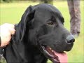 Større krav til hunde og hundeførere