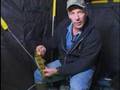 Average American Sportsman Perch