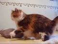 Gatitos mimosos