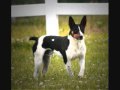 History of Seegmiller Decker Terrier.WMV