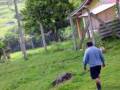 videos de Passarinho bravo!