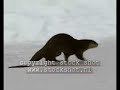 Otter skating?