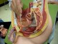 Anatomy of the Male pelvis