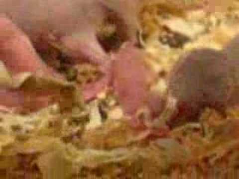 naked mole rat